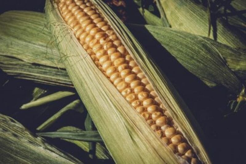 Corn Heads into the July 4th Weekend Mixed