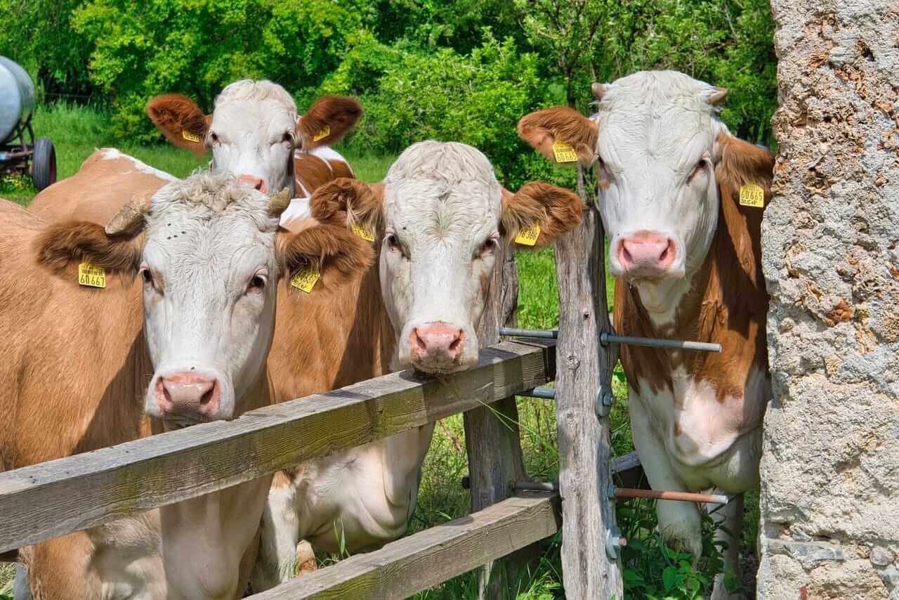 Cattle Facing Tuesday Weakness | Nasdaq