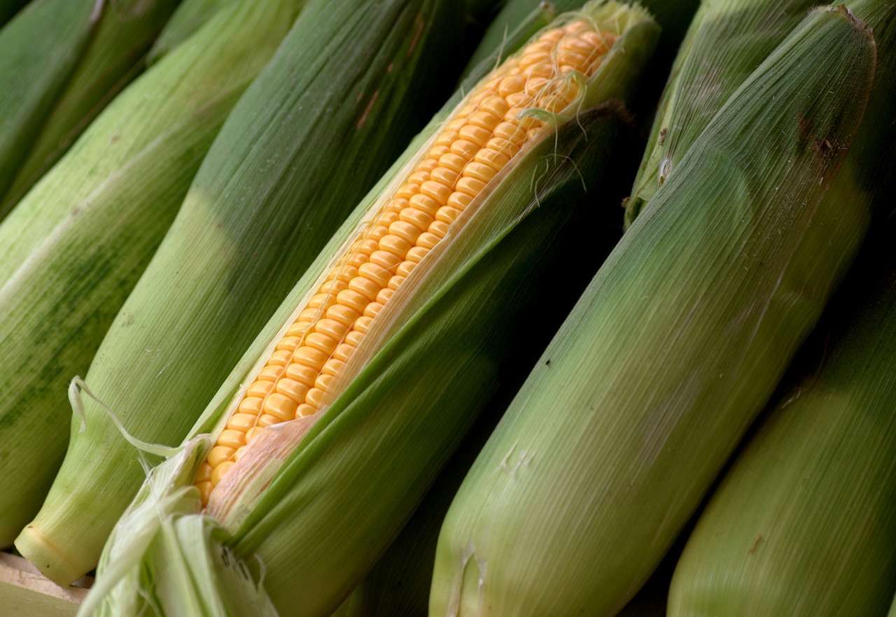 Corn Gains Extending to Thursday Morning, as Traders Square Up for 3-day Weekend